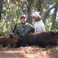 is hog hunting with dogs legal