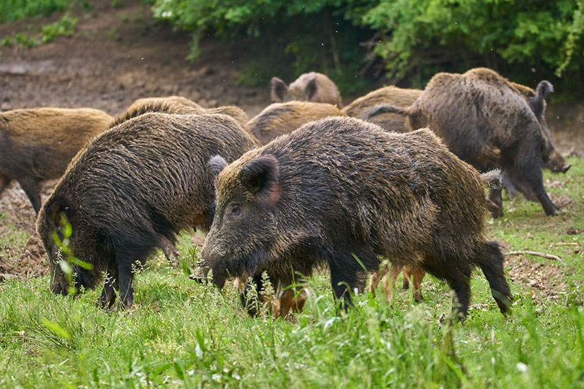 Feral Hogs