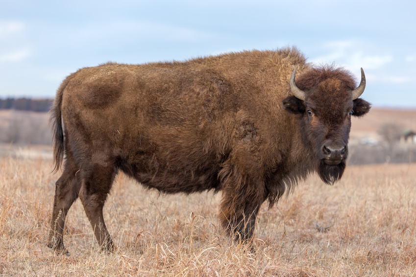 buffalo