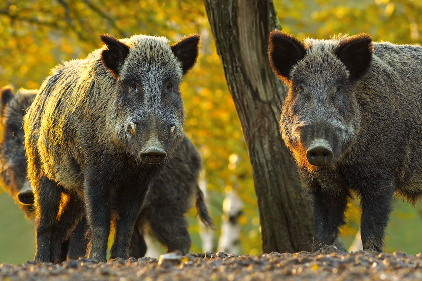 boar hunting