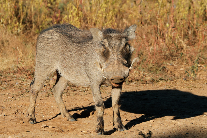 Hog Wild Preserve Hog Hunting | These 5 Exotic Game Animals Could Make Hunting Great Again Hog Wild Preserve Hog Hunting | These 5 Exotic Game Animals Could Make Hunting Great Again