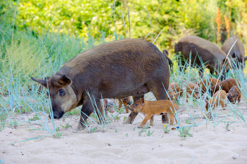 exotic hunts in oklahoma