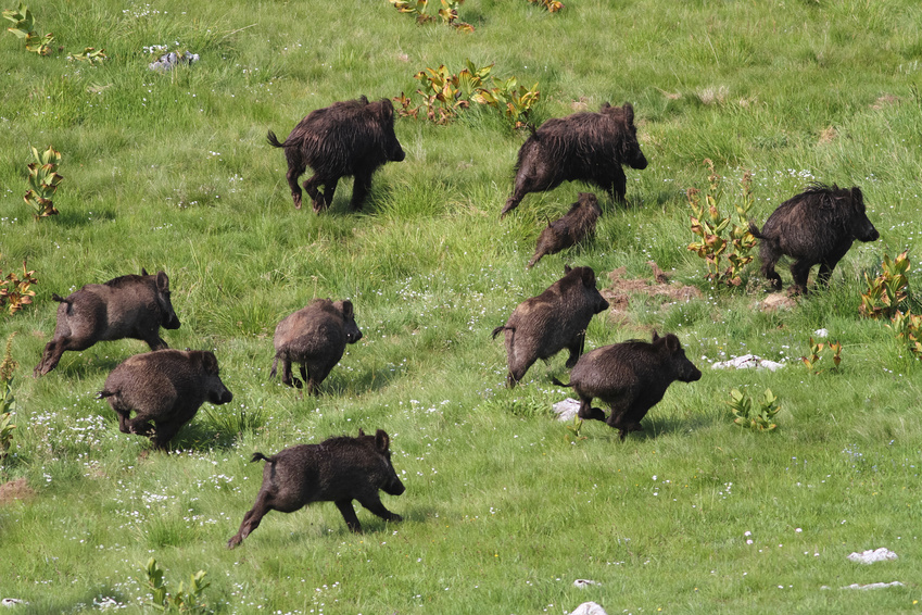 wild boar hunting trips