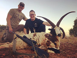 Four Horned Jacobs Sheep